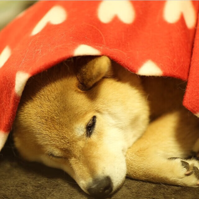 国足阵型变化与进球转化率统计，国足进攻