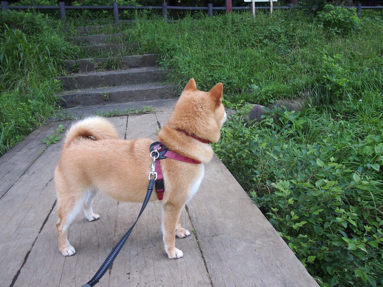 新闻中心开展环保节能项目，我市开展节能环保行动