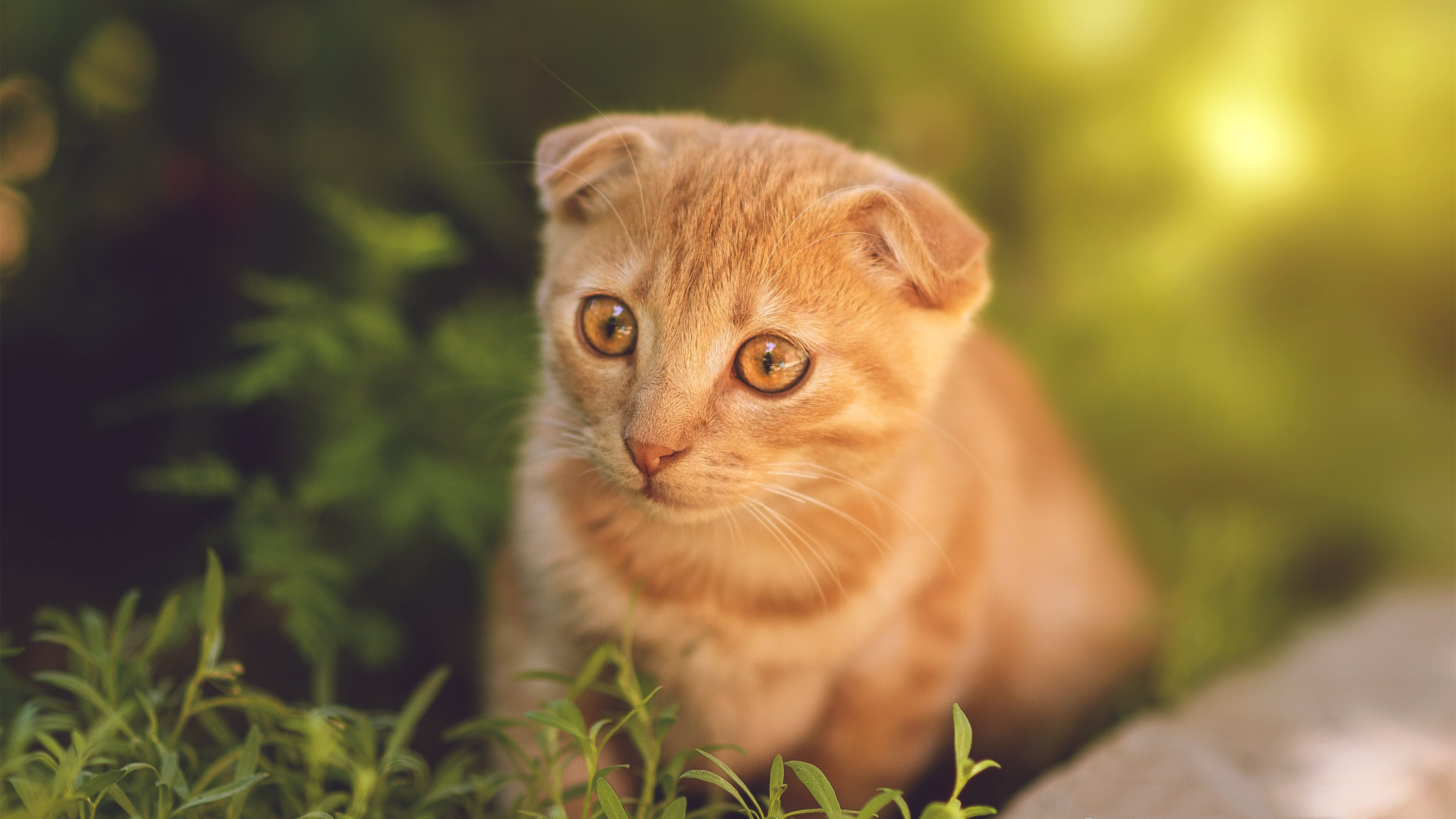 篮球专项体能训练周期化设计与训练效果评估，篮球项目的体能训练方法