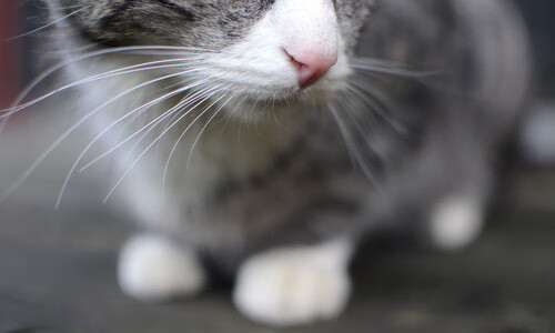 跨界创新:足球与音乐、电影的深度结合,足球经典音乐