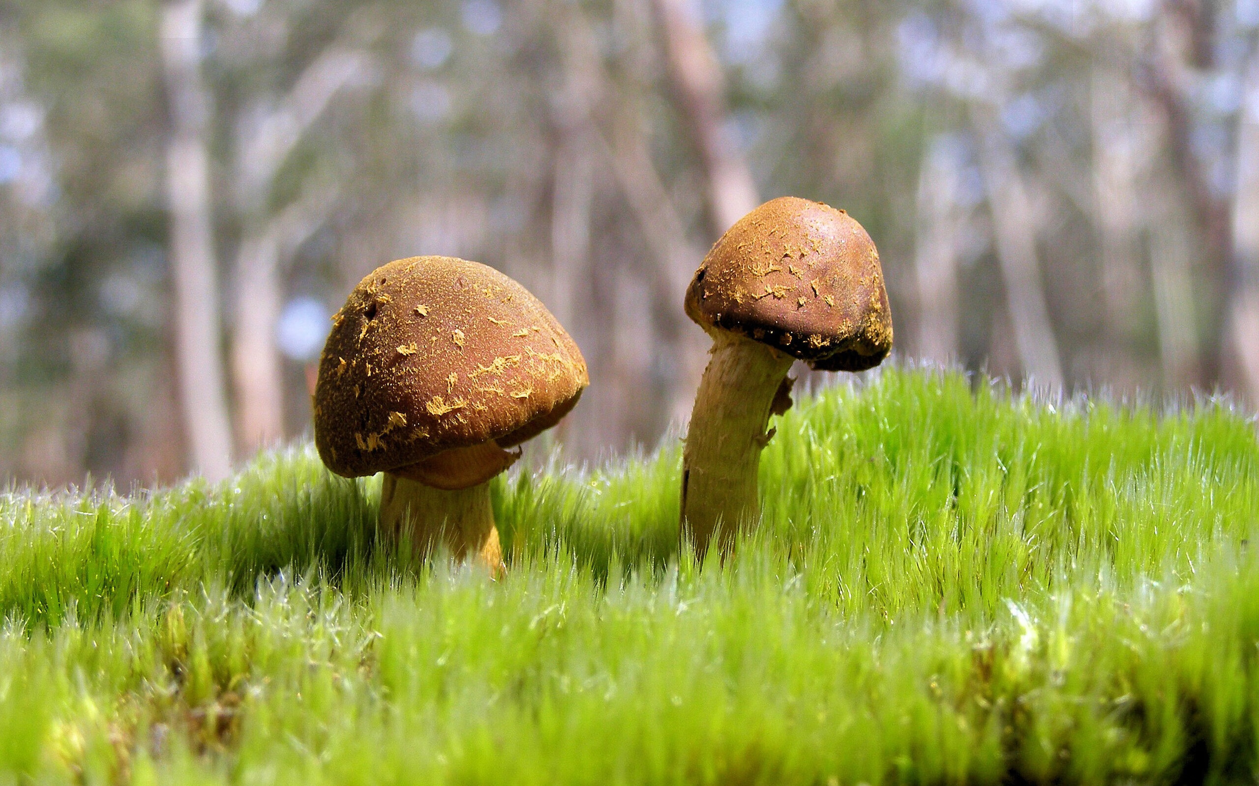 中国女篮战术多样化 展现整体实力，中国女篮的战况