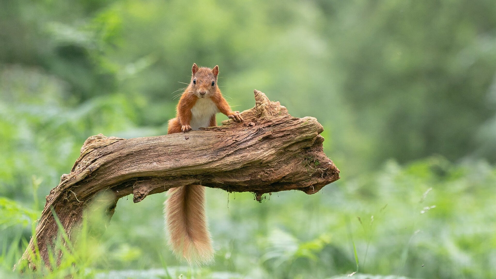 中美200蝶对决：划频节奏全面解析