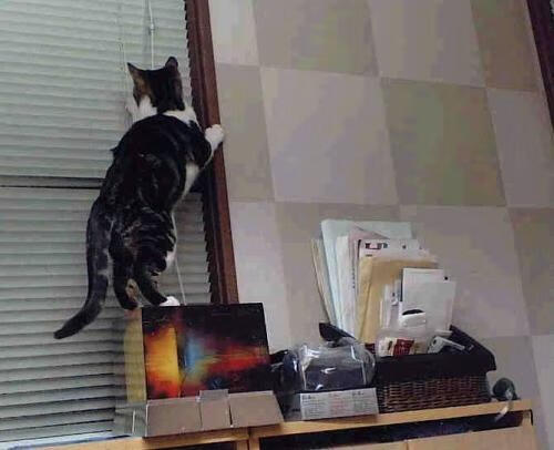 加拿大乒乓队未来前景:培养新一代乒乓明星,提升全球影响力,加拿大乒乓球队员名单