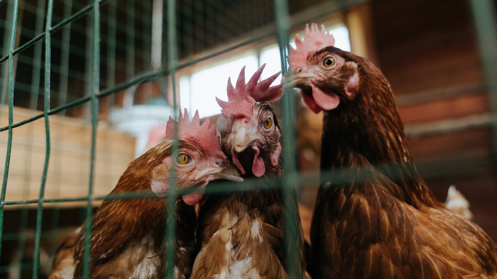 爱游戏中国官方登录入口网站-球队是否通过更换主场草皮类型提升控球速度，球场改造