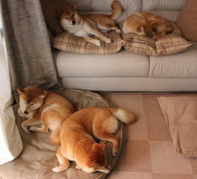 AYX SPORTS-蛙泳选手配速稳健，晋级可期，蛙泳配合比例